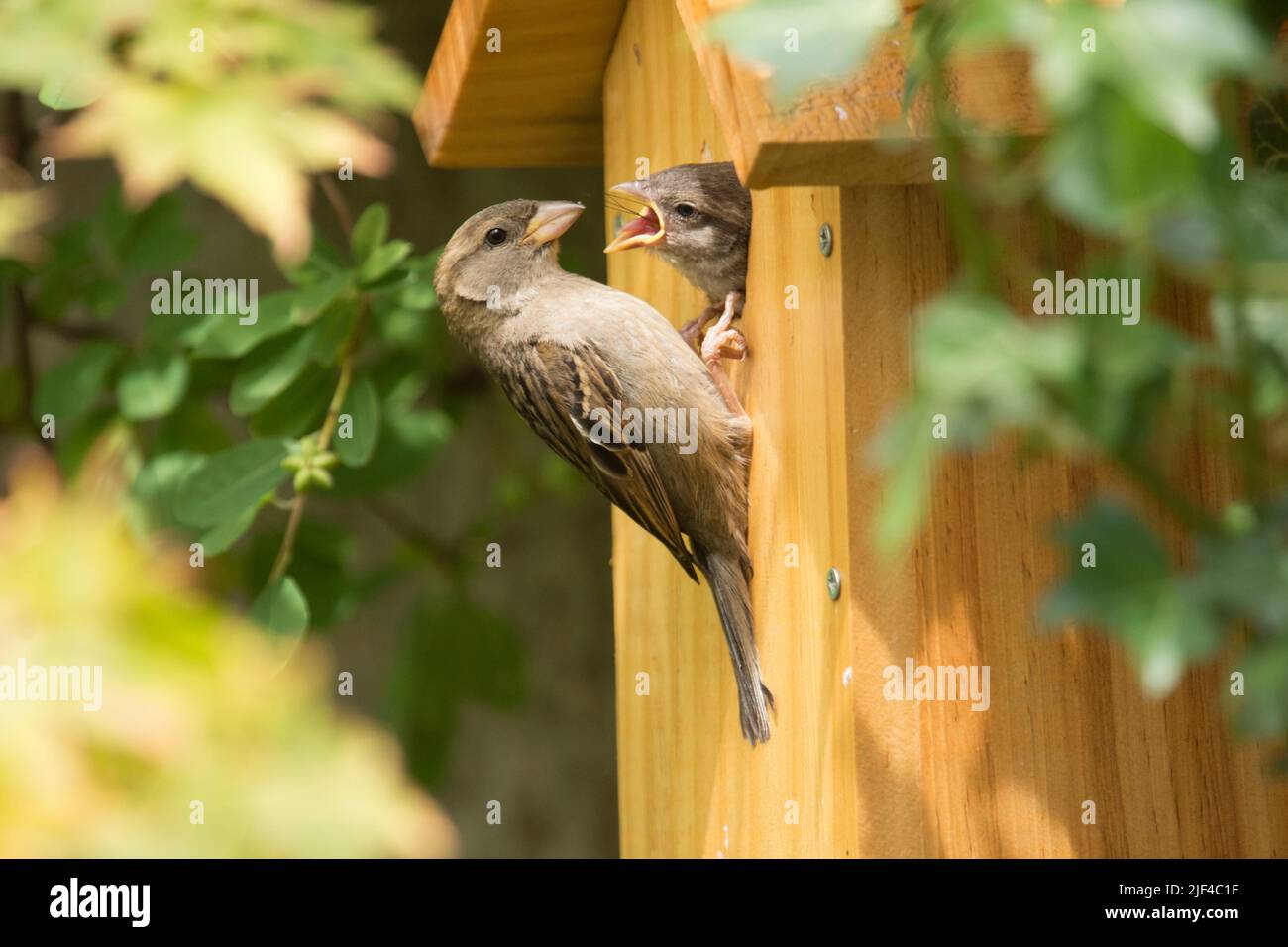 House Sparrow fledgling in nest box hole begging to be fed by its mother perched outside the box, Passer domesticus, nest box, Sussex, UK, June Stock Photo
