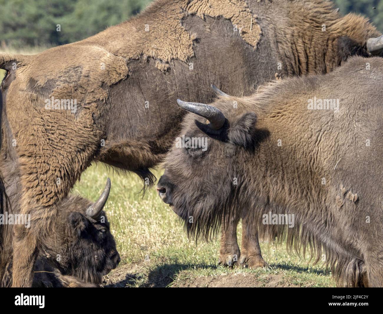 European bison portrait in summer season Stock Photo - Alamy