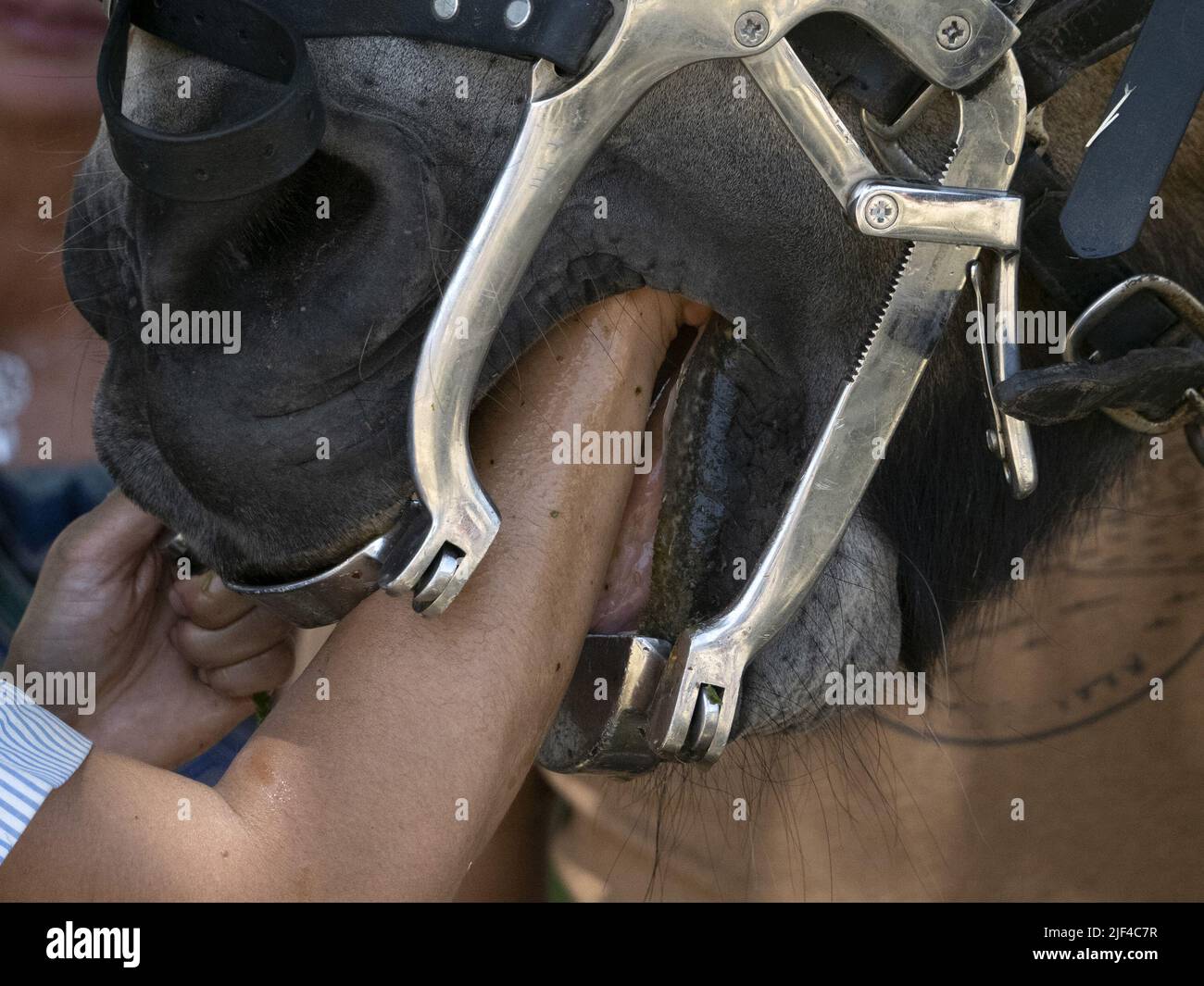 veterinary inspecting horse mouth detail close up Stock Photo Alamy