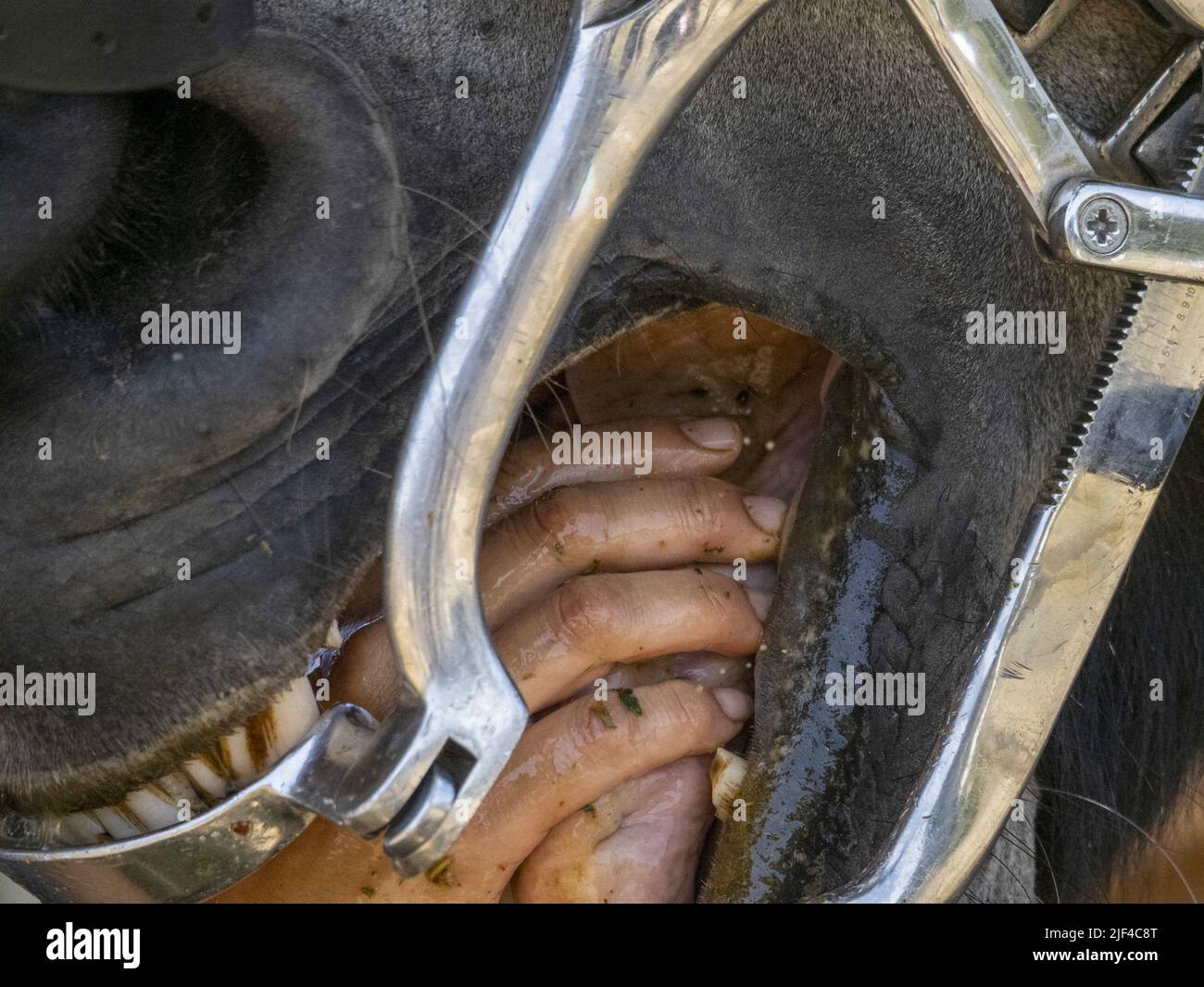 veterinary inspecting horse mouth detail close up Stock Photo Alamy