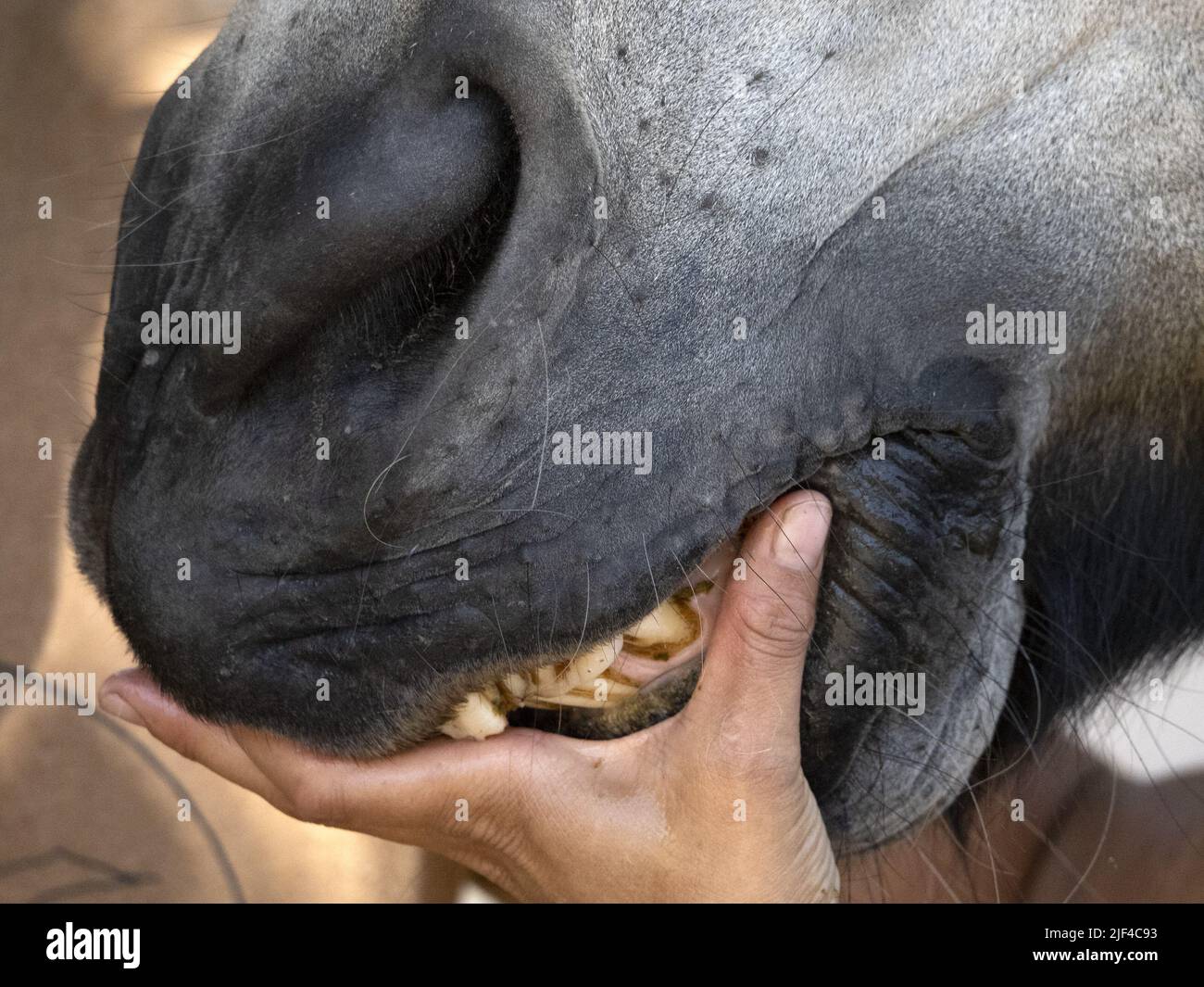 veterinary inspecting horse mouth detail close up Stock Photo Alamy