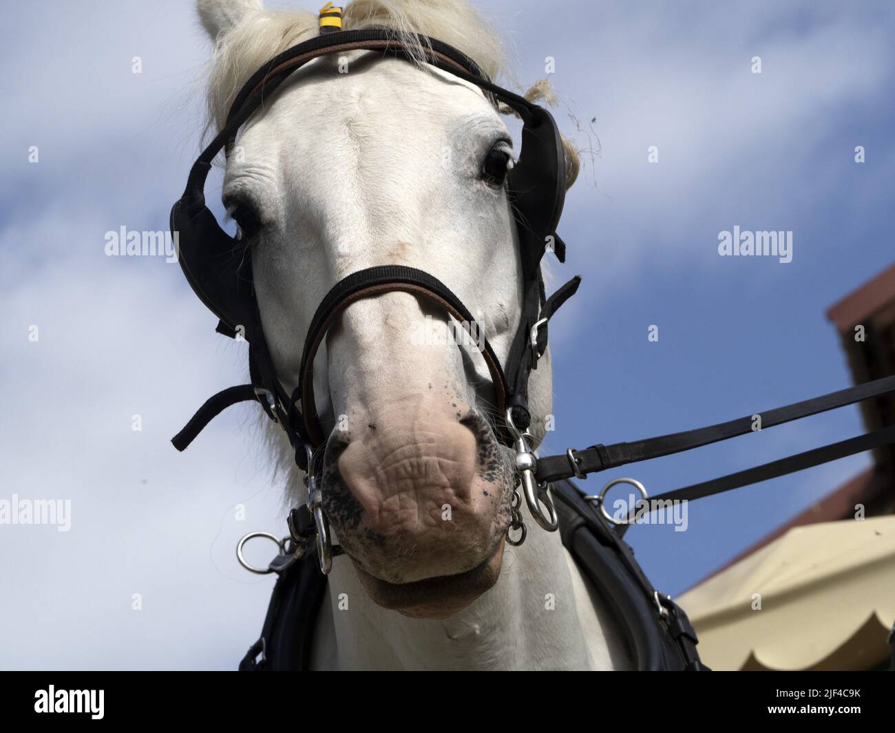 workhorse draft working horse close up detail Stock Photo