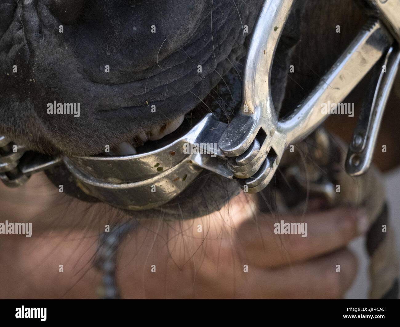 veterinary inspecting horse mouth detail close up Stock Photo Alamy