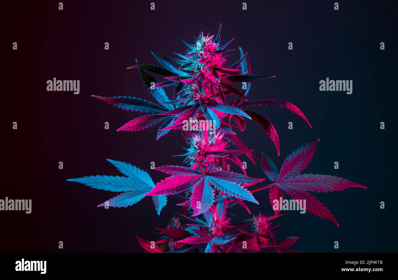 Cannabis herb in purple and blue neon color. Blooming medical marijuana