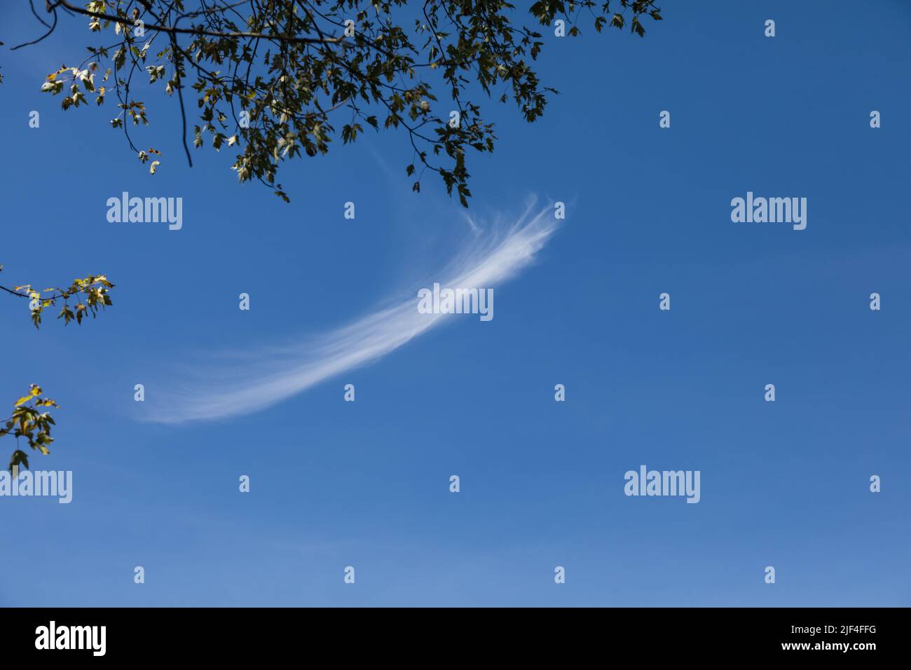 A white wispy Cirrus cloud floating in the blue sky Stock Photo - Alamy