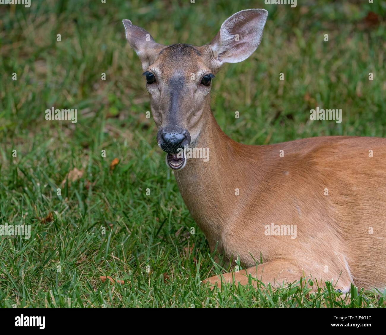 White-tailed Deer Chewing the Cud Stock Photo