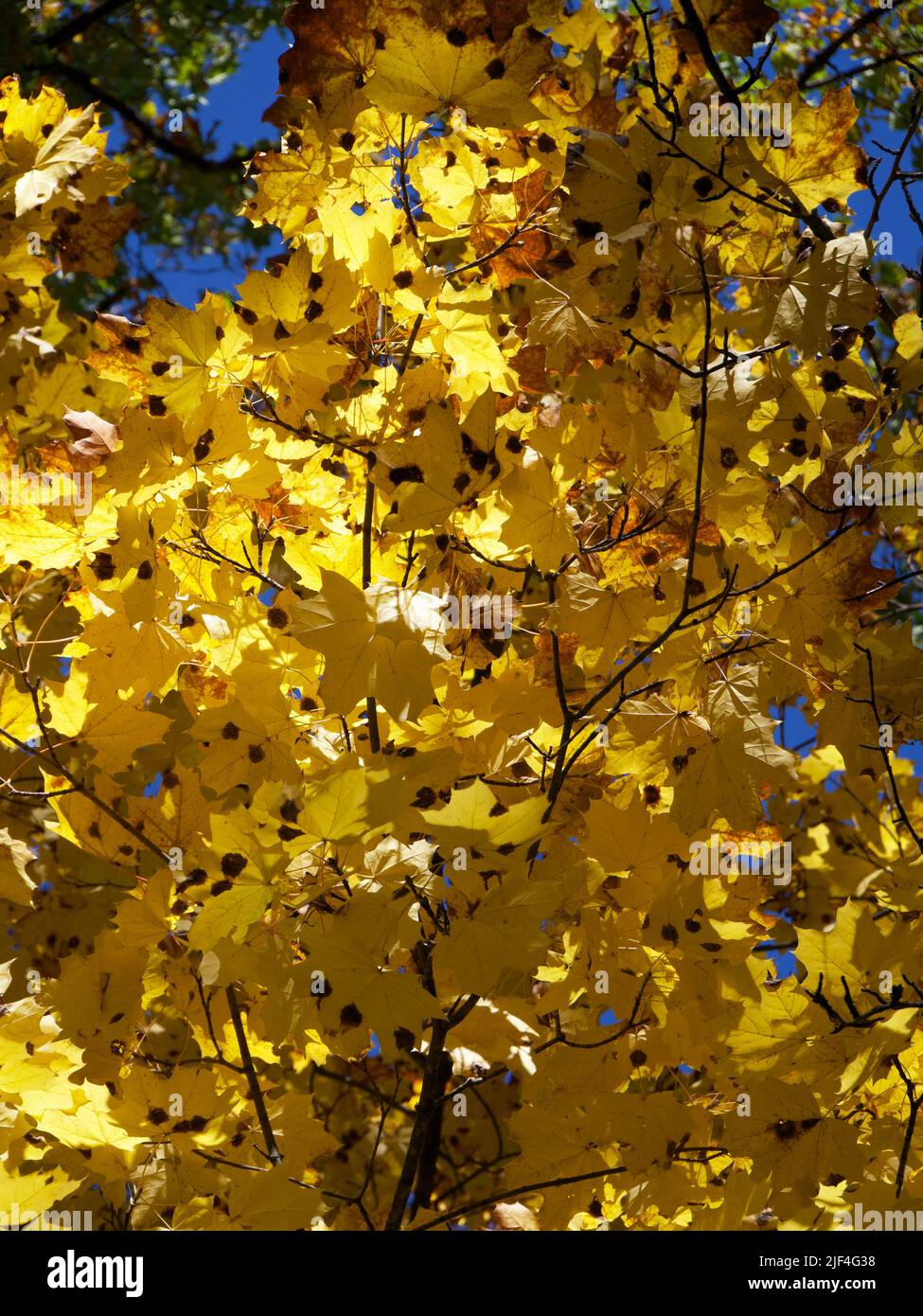 Beautiful autumn maple leaves in sunlight. Autumn forest natural landscape. Close-Up Of Maple Tree During Autumn Stock Photo