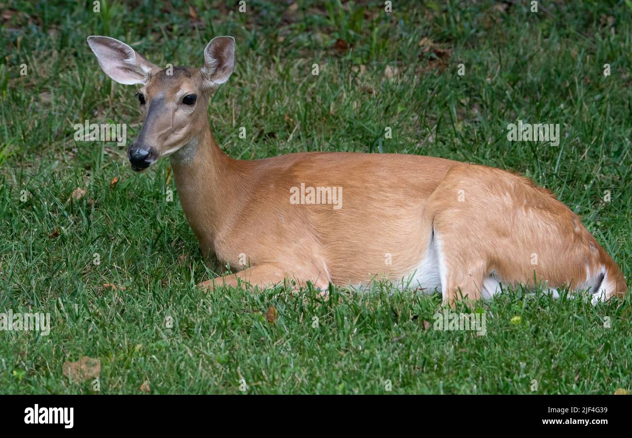 A white tailed doe bedding down before a storm. Stock Photo