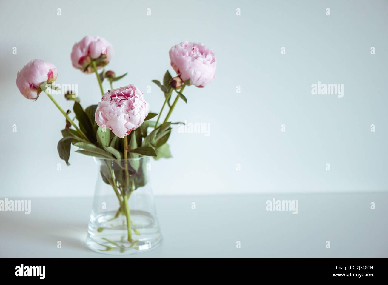 Beautiful pastel pink peonies in vase in white minimalistic interior ...