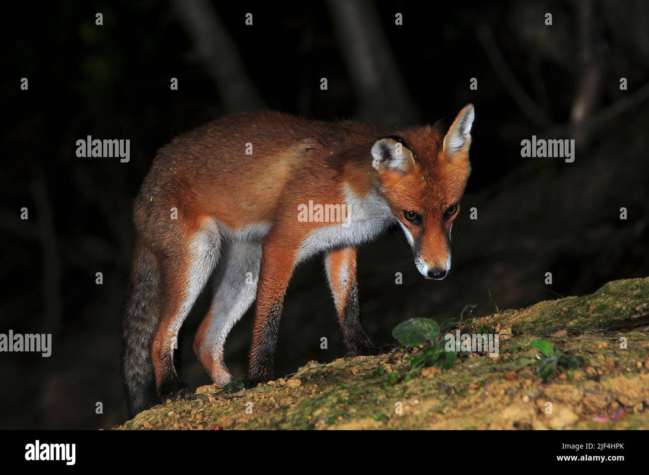 Inquisitive young fox in summer at night Stock Photo