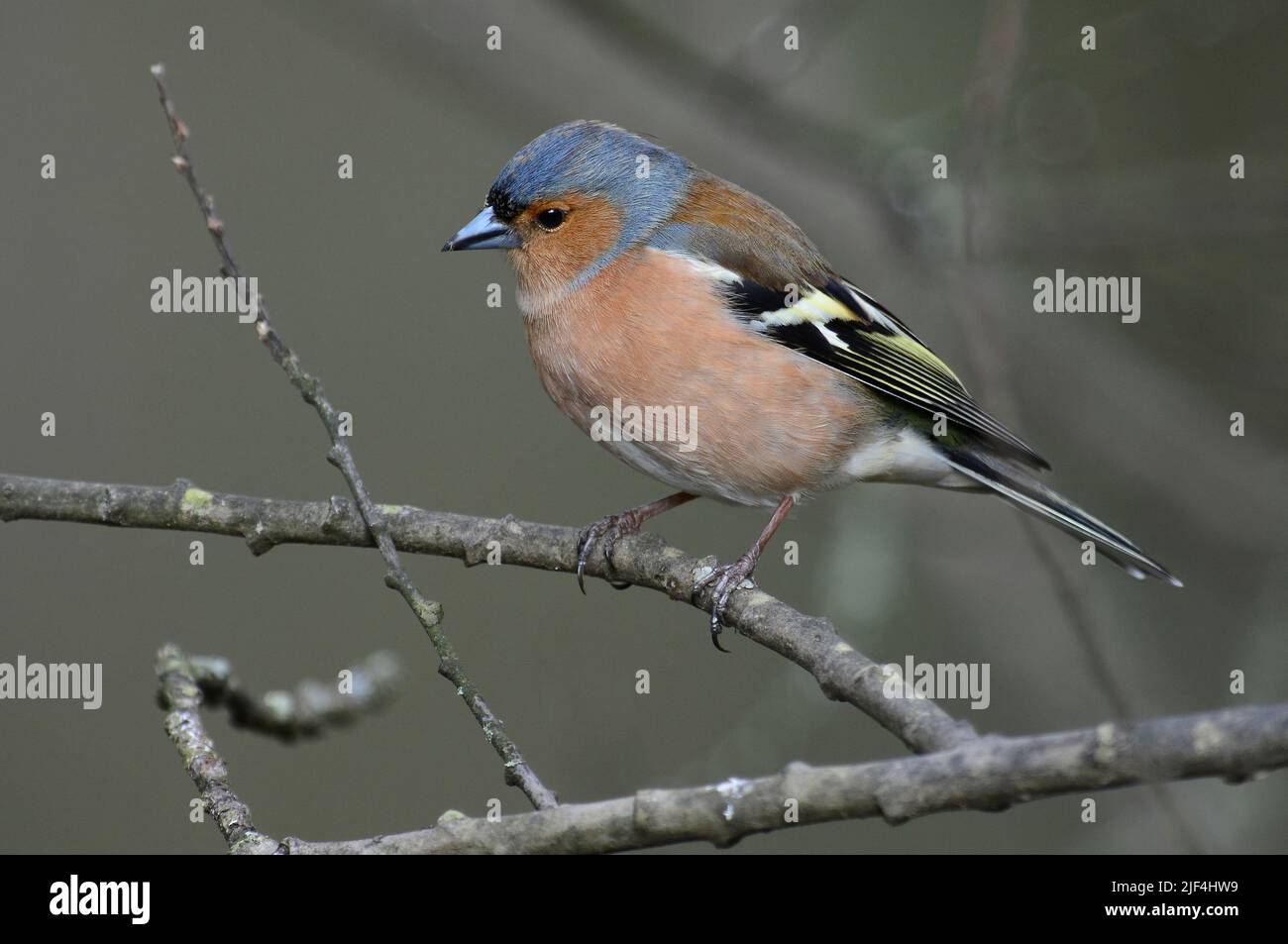 Adult male chaffinch perched on tree branch in spring Stock Photo