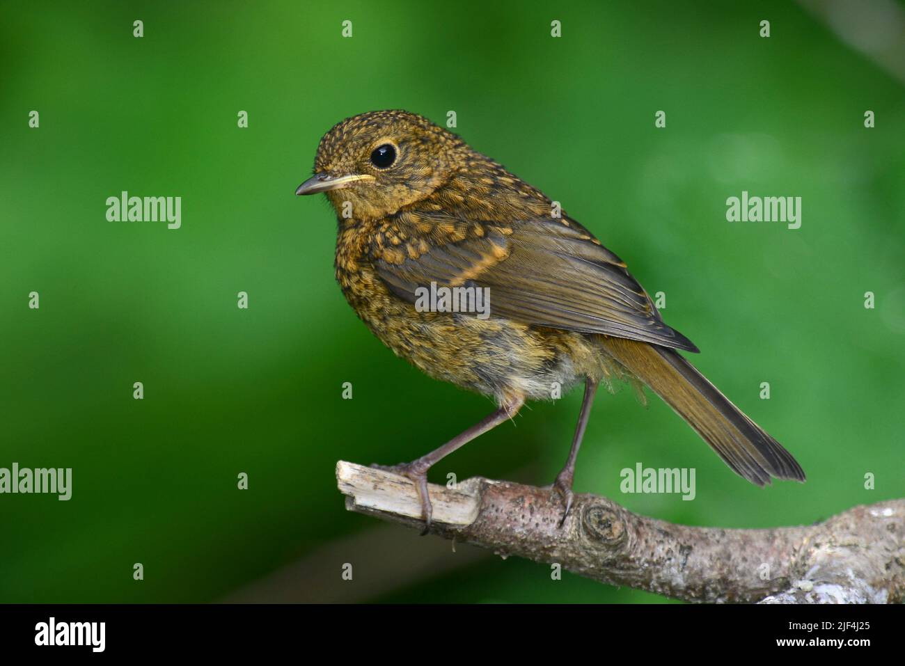 Juvenile robin perched on tree branch in spring Stock Photo