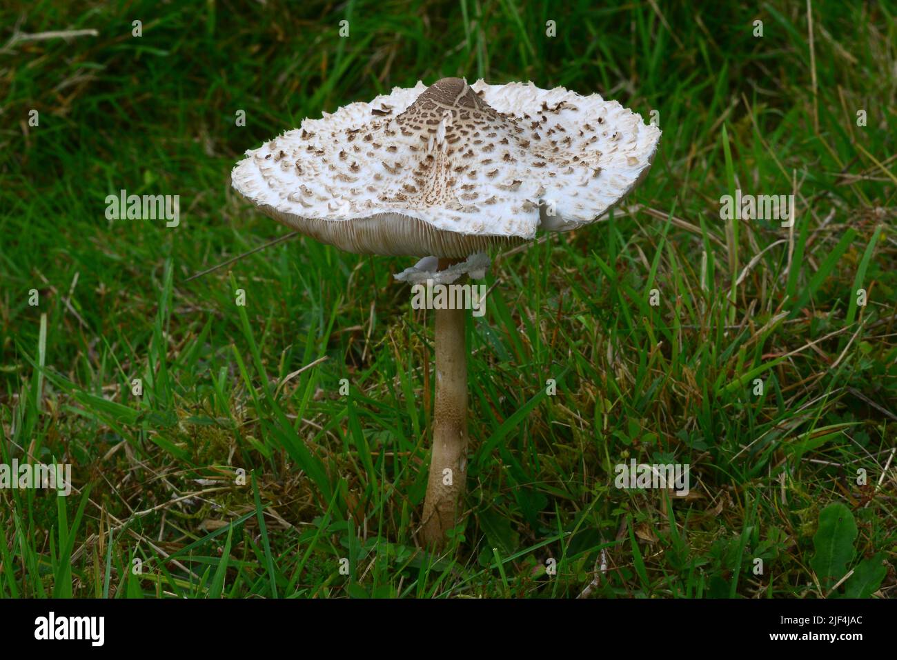 Parasol toadstool fungi fruiting body in field Stock Photo