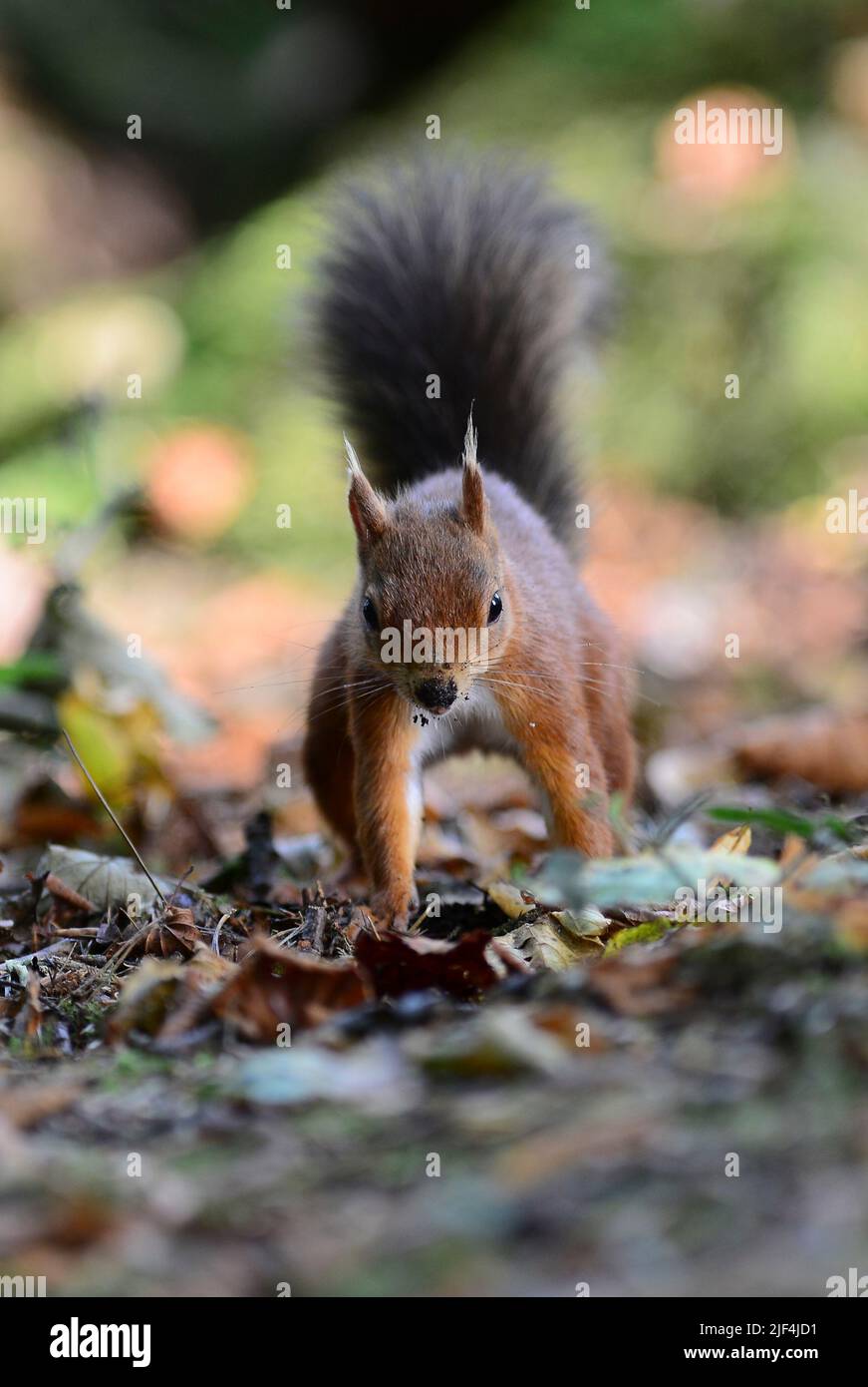 red squirrel on Brownsea Island, Dorset in autumn Stock Photo