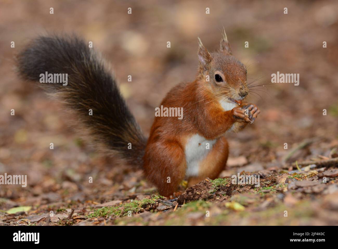 red squirrel on Brownsea Island, Dorset in autumn Stock Photo