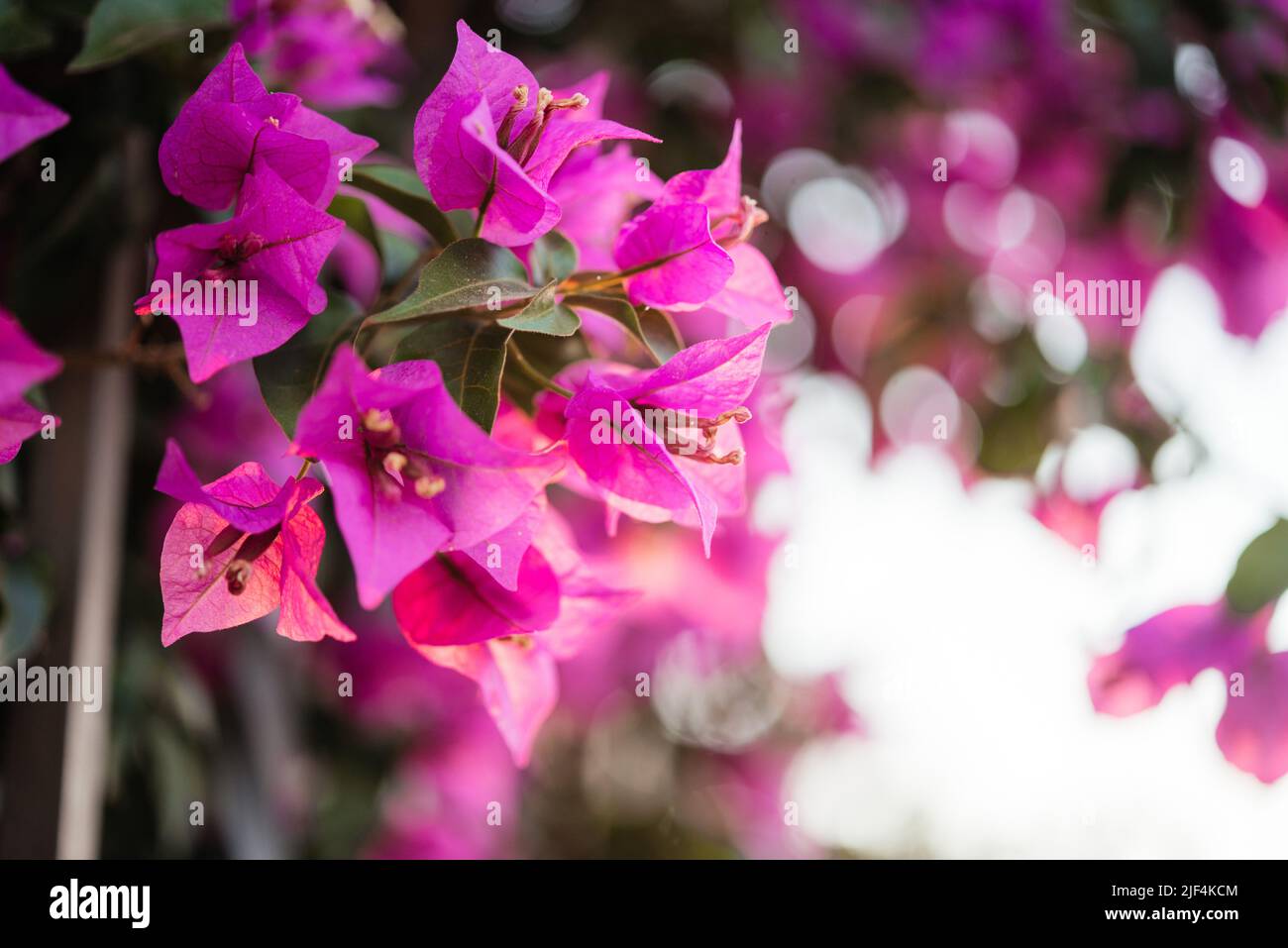 Beautiful fuchsia pink flowers of mediterranean Bougainvillea vine at sunset Stock Photo