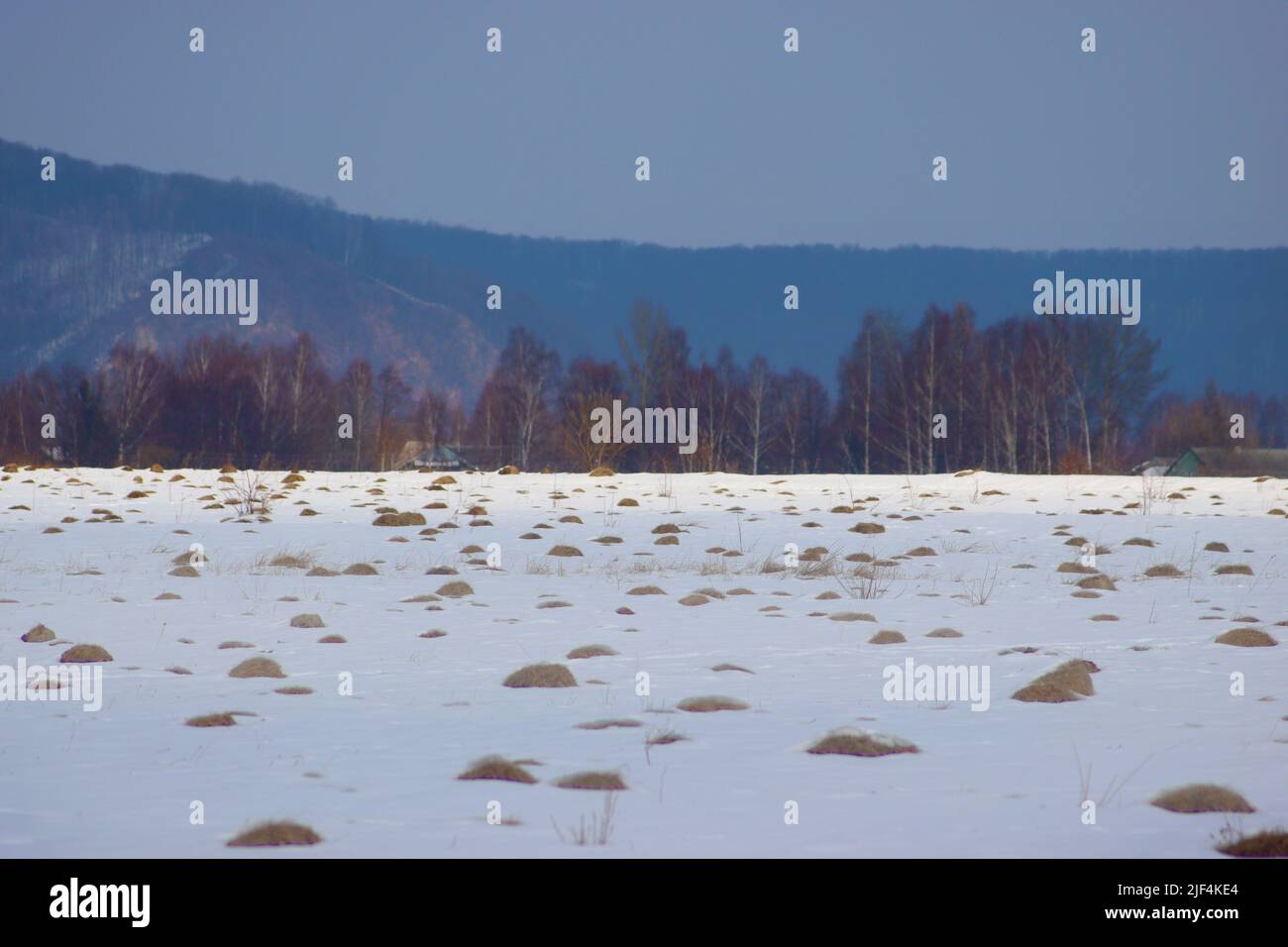 Mountains meadows in the Carpathian region, Ivano-Frankivsk region in winter, Ukraine Stock Photo
