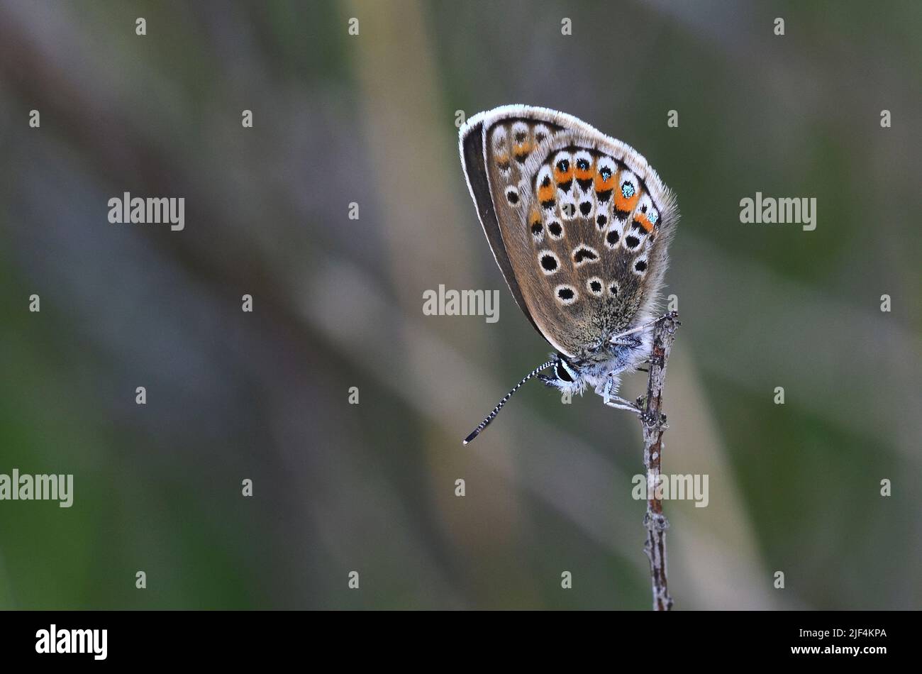 female silver-studded bl;ue butterfly at rest Stock Photo