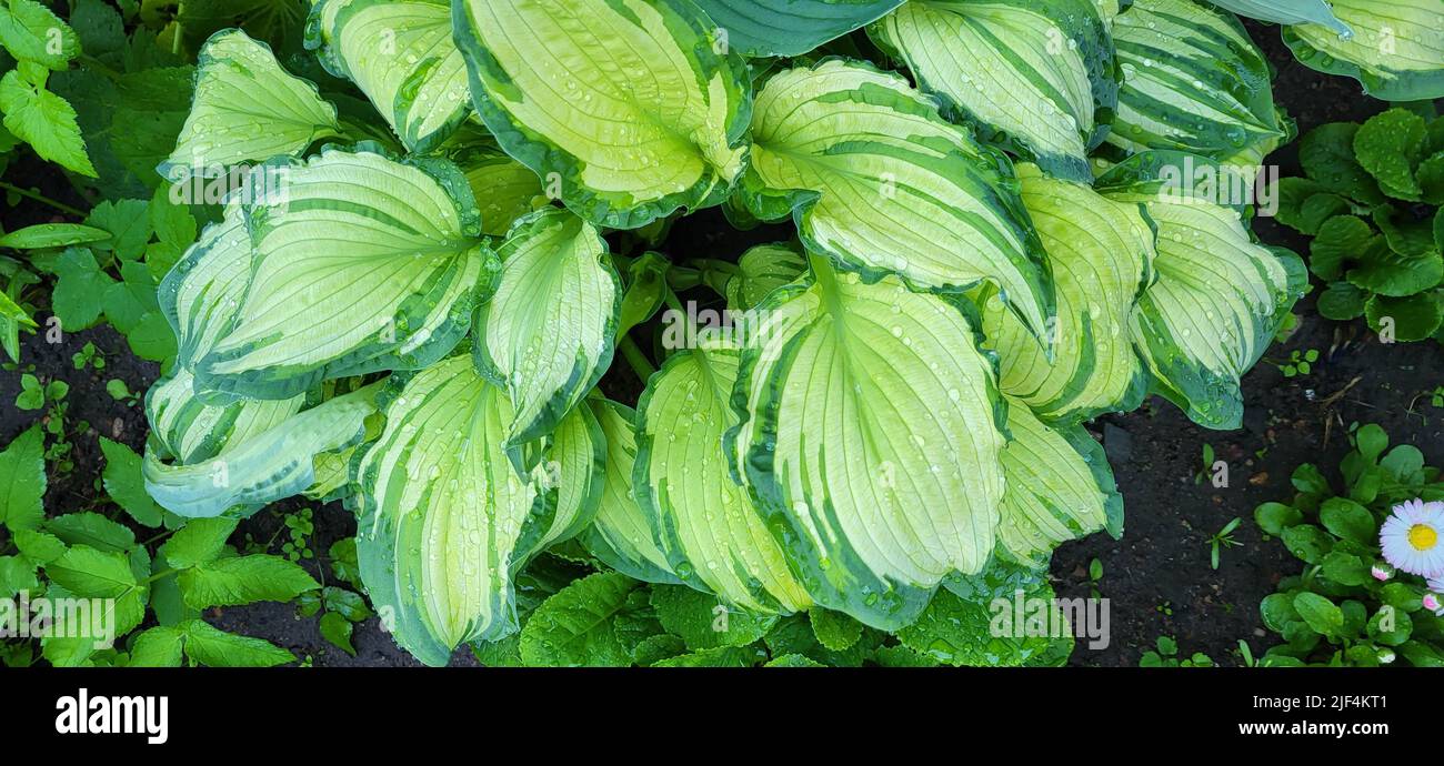 A hosta flower with green leaves grows in a flower bed in the city garden. Stock Photo