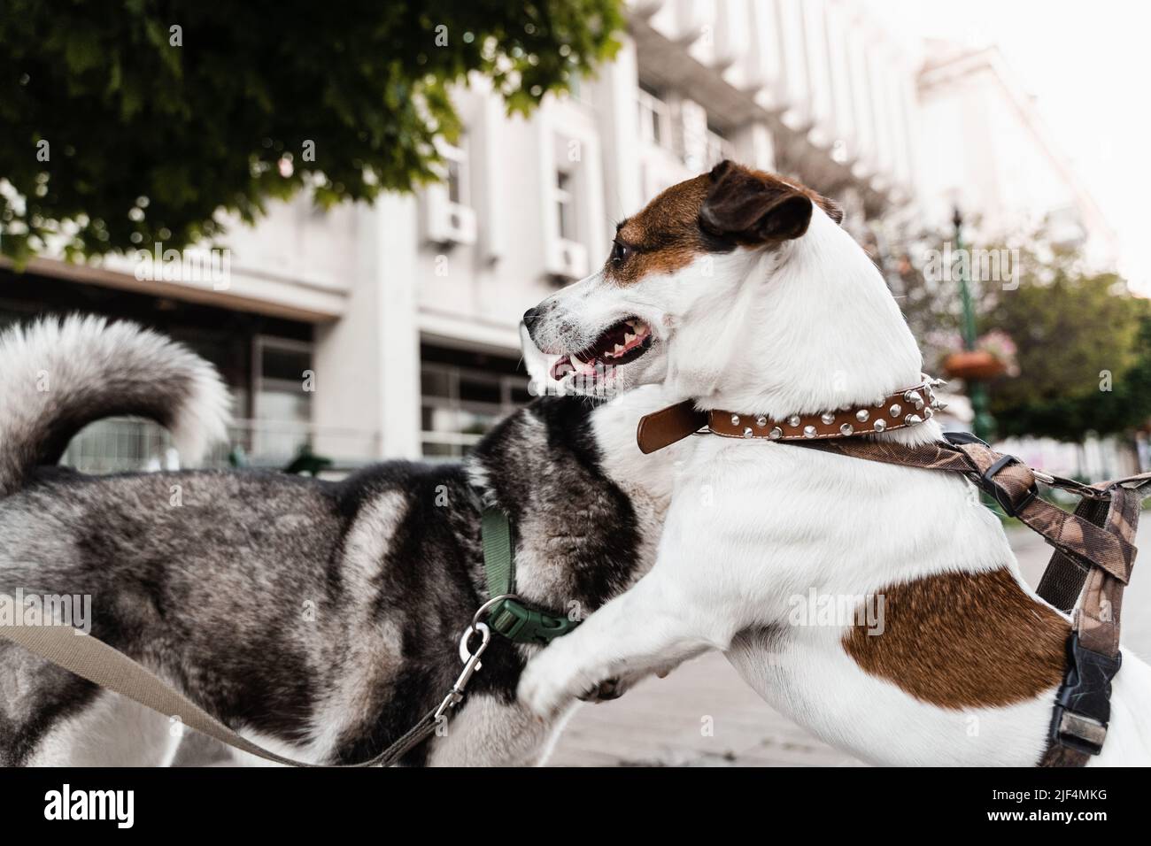 2 adorable dogs meet, sniff and playing with each other. Siberian husky
