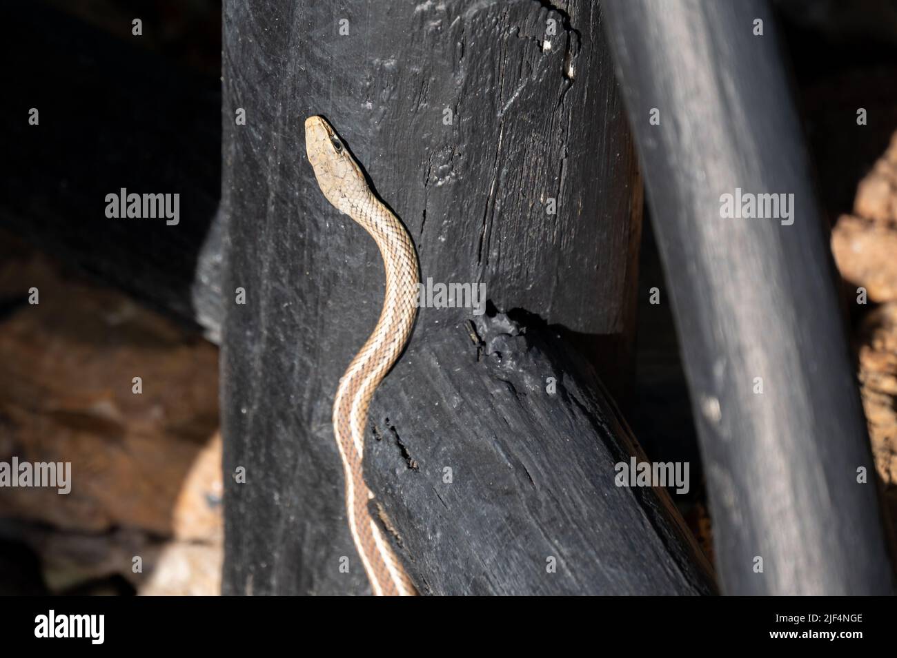 A snake crawls over wood in Namibia Africa Stock Photo