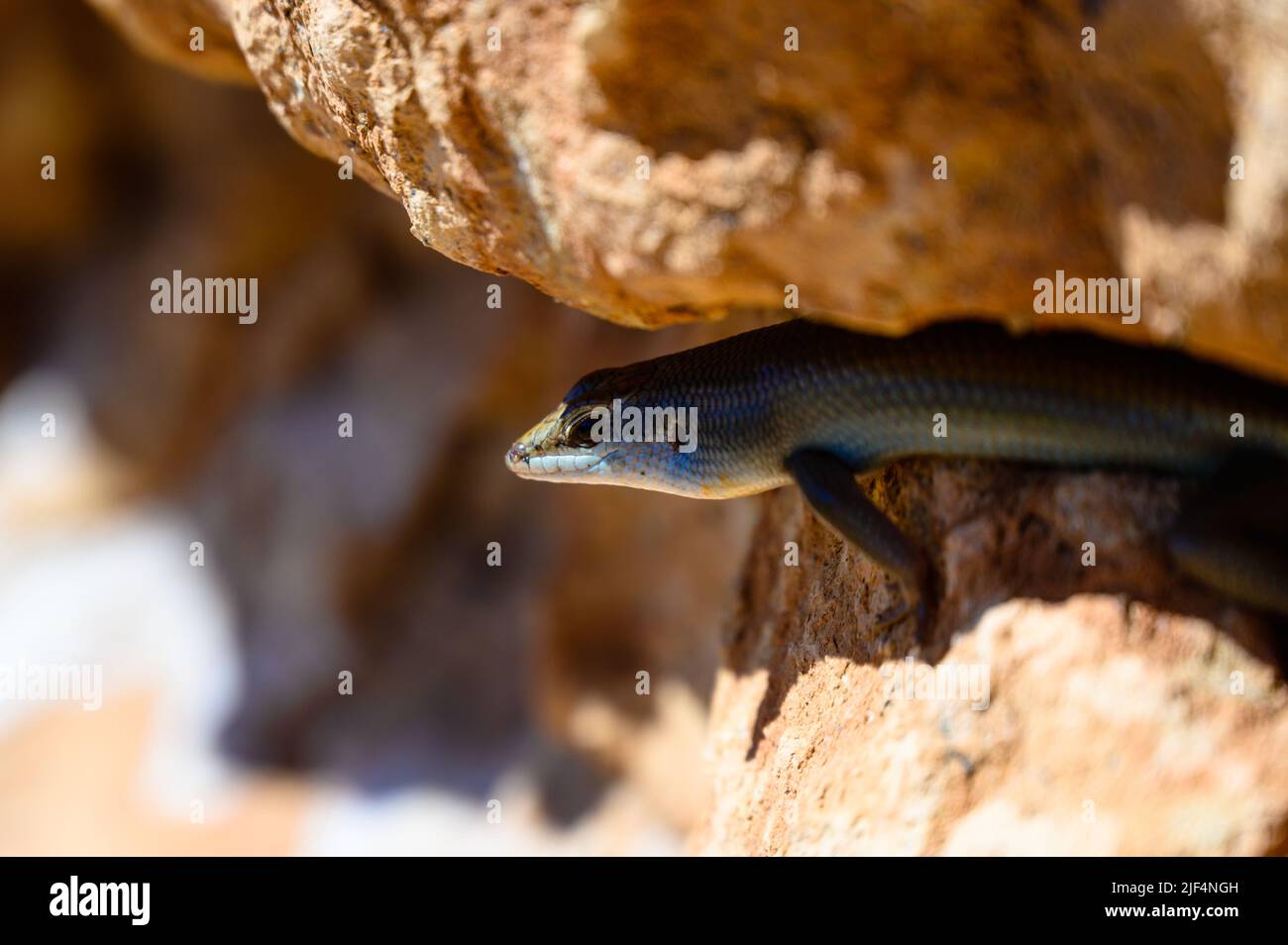 Skink between the rocks in Namibia Africa Stock Photo