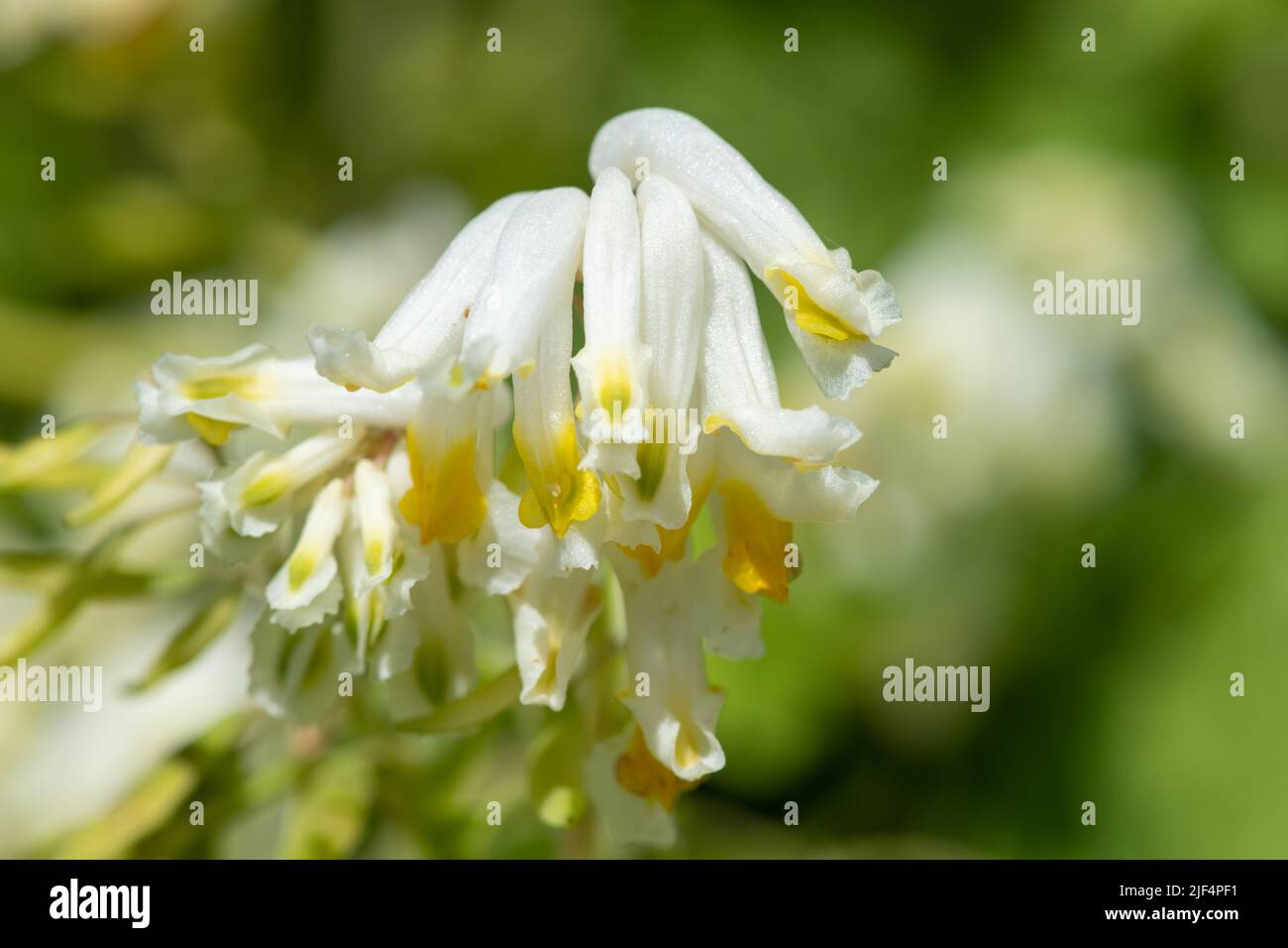 Macro shot of pale corydalis (pseudofumaria alba) flowers in bloom Stock Photo