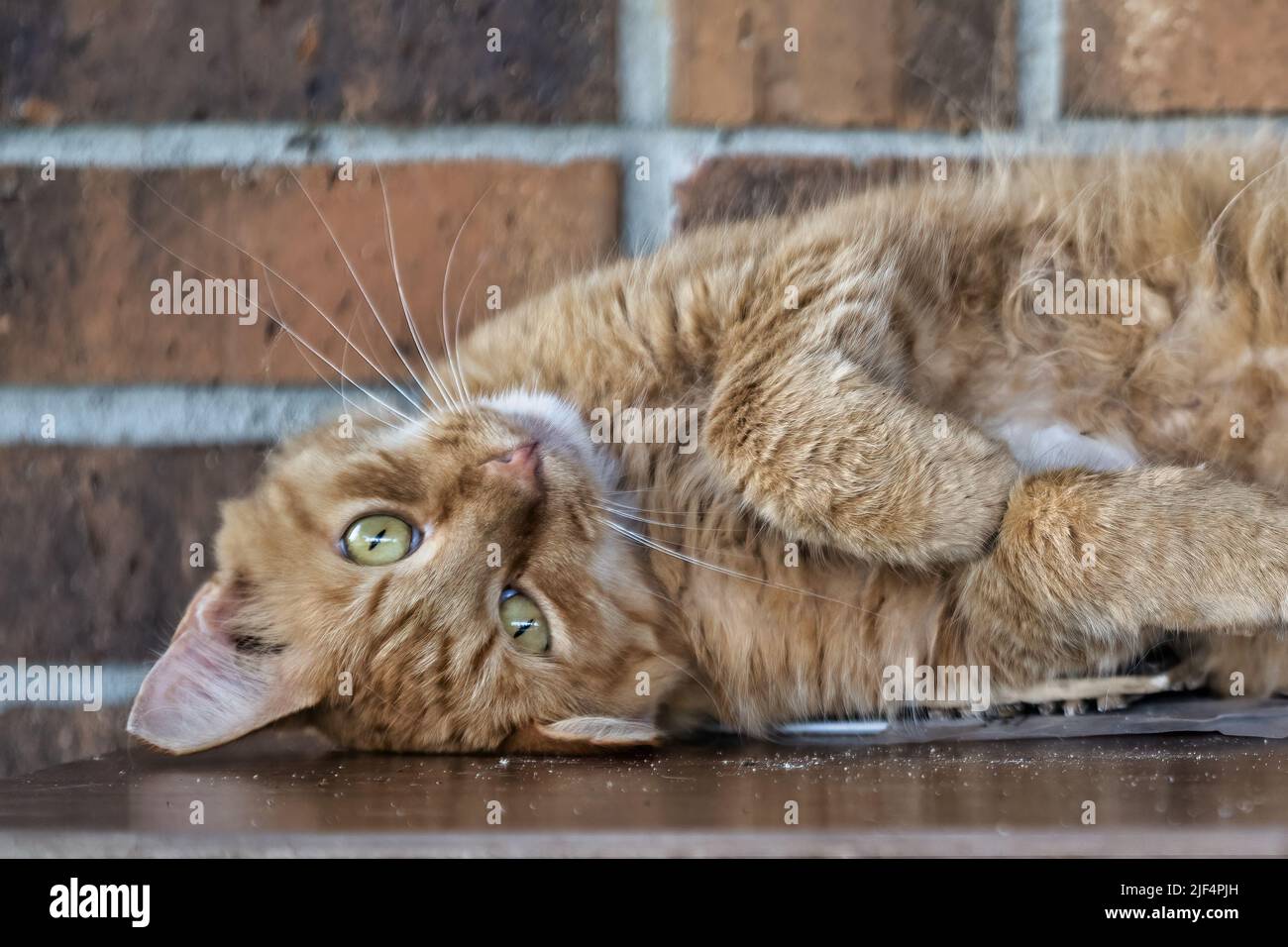 Orange/yellow cat lying down with head upside down looking at camera Stock Photo