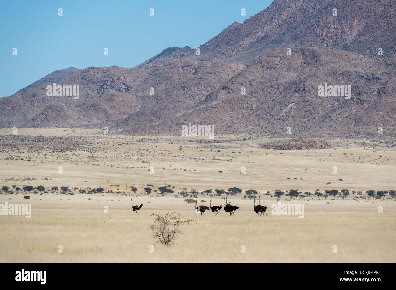 Ostriches in front of the Brandberg mountain in Namibia Africa Stock Photo
