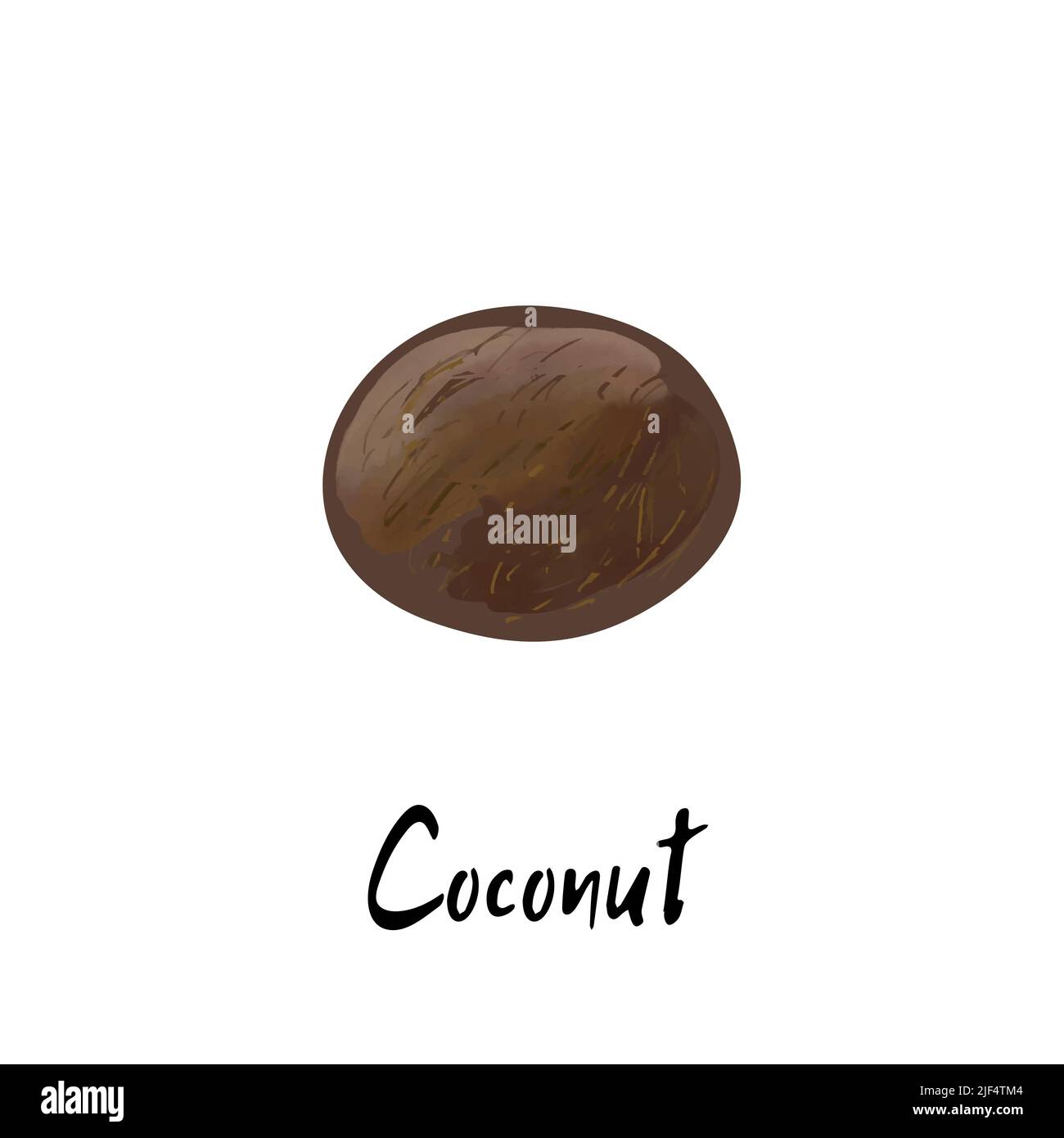 Illustration of a coconut isolated on a white background Stock Vector ...
