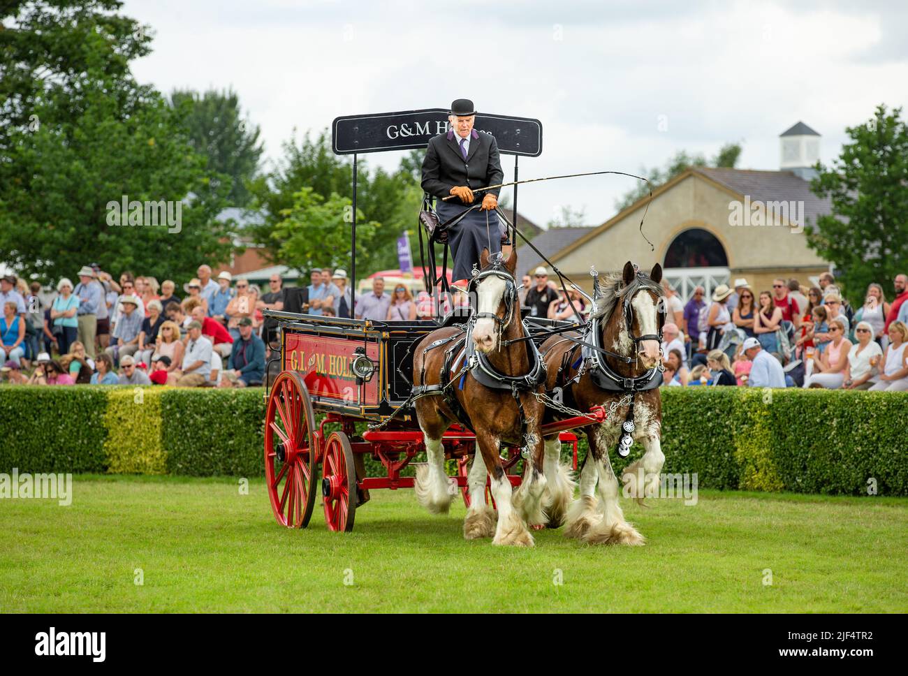 Harrogate, North Yorkshire, UK. July 14 2021.  G I and M Holmes heavy horse team in the main Show ring at the Great Yorkshire Show 2021.  Horizontal. Stock Photo