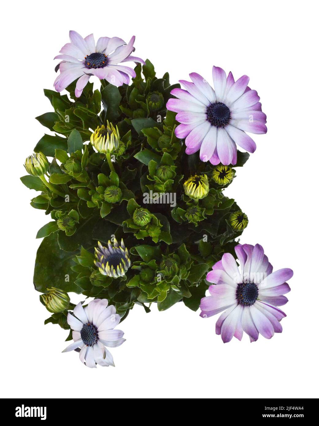 Potted daisies Cut Out Stock Images & Pictures - Alamy