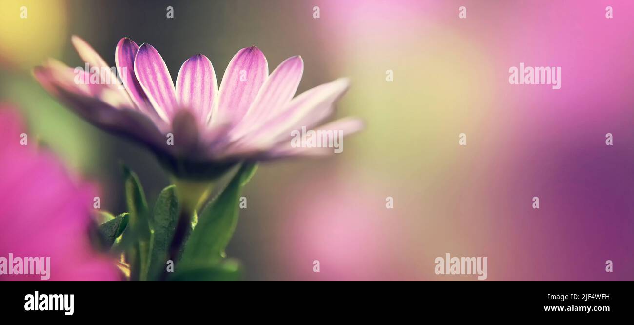 Mothers Day card with African daisy or Osteospermum flower. Floral background with copy space Stock Photo