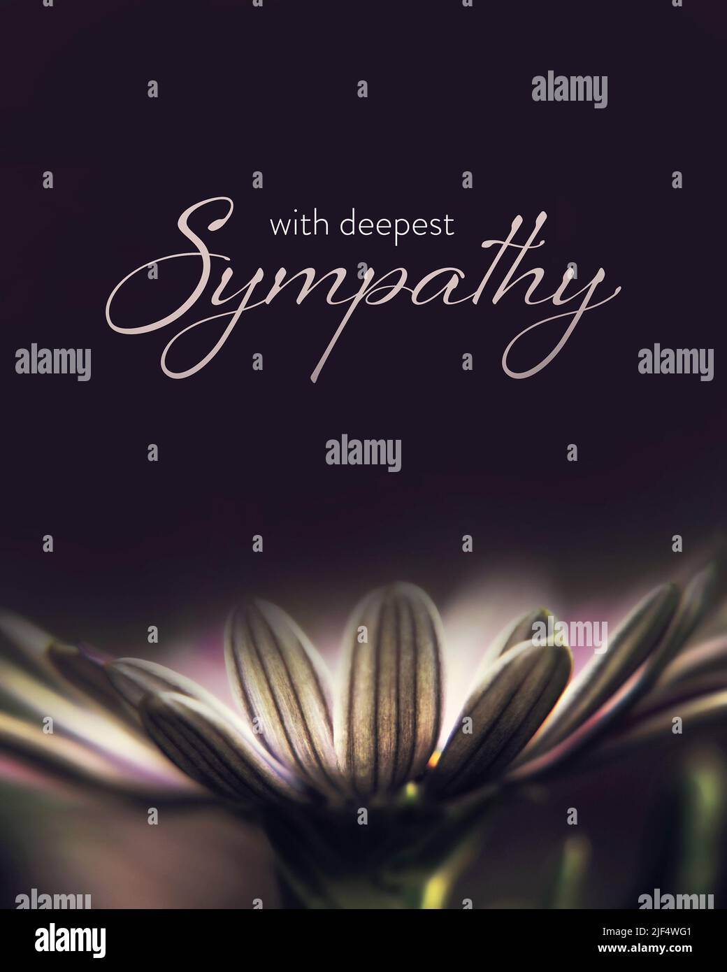 Sympathy card with African daisy Stock Photo