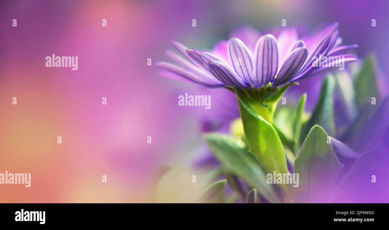 Mothers Day card with African daisy flower on blurred background. Floral background with copy space Stock Photo