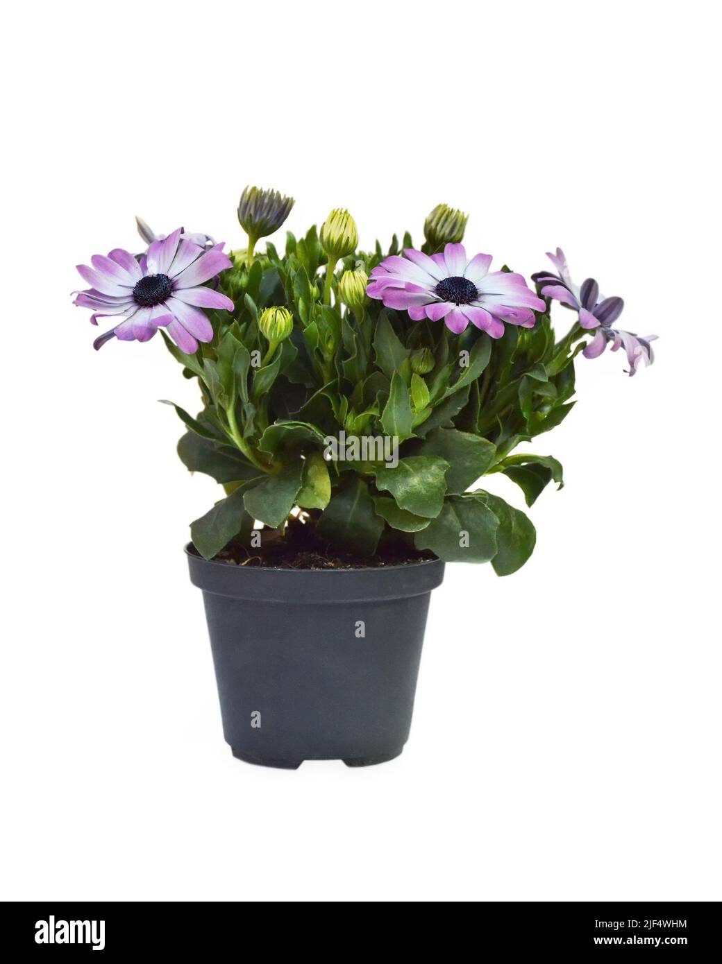 Osteospermum or African daisies in flower pot isolated on white