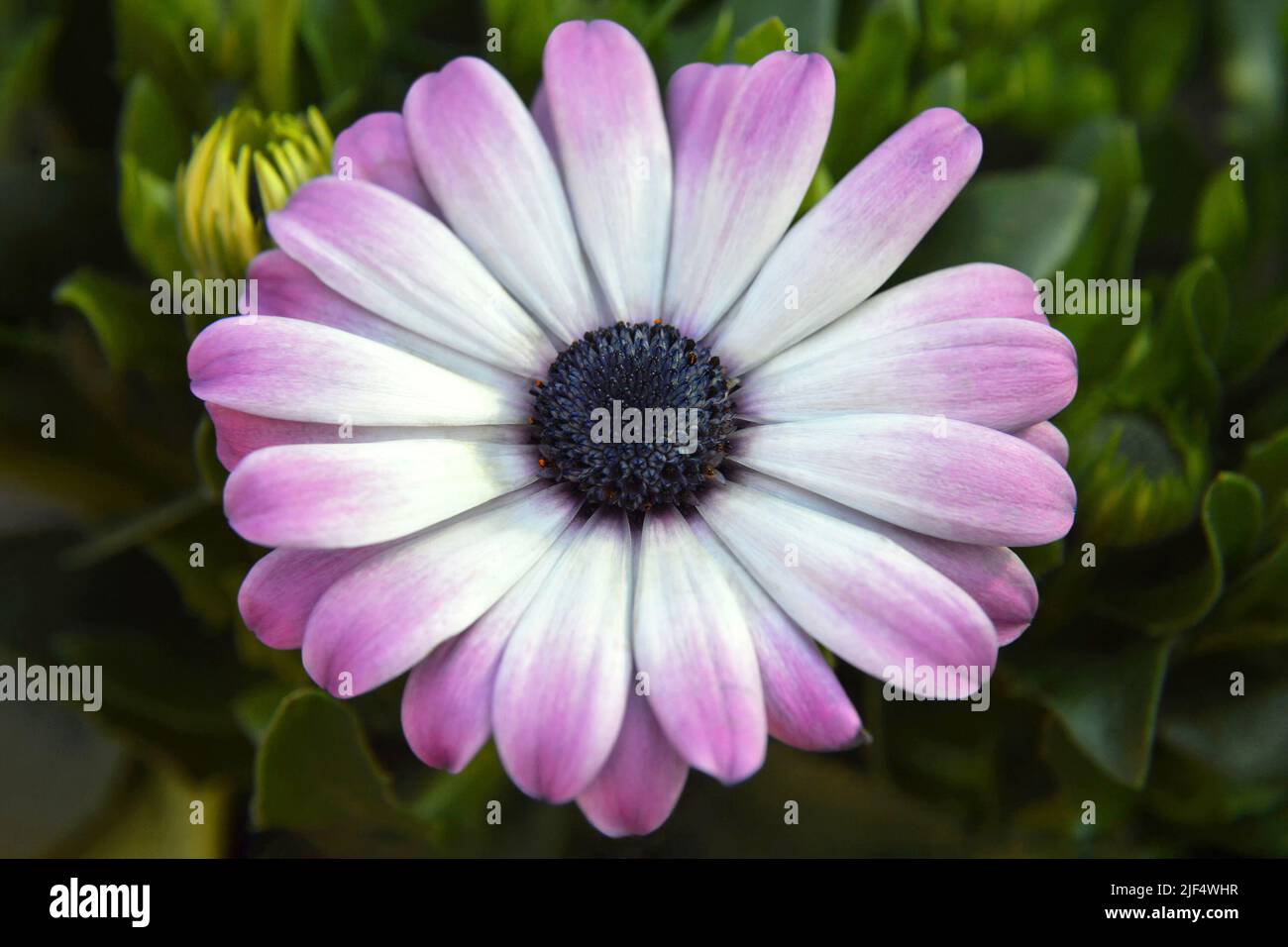 African daisy or Osteospermum flower in the garden Stock Photo