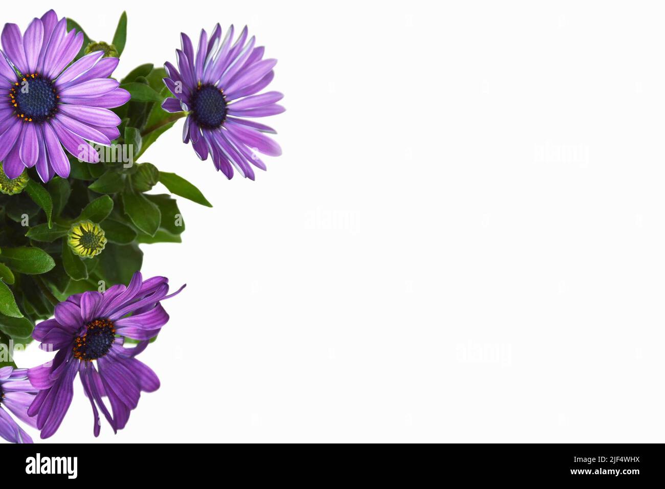 African daisies or Osteospermum isolated on white background with copy space Stock Photo