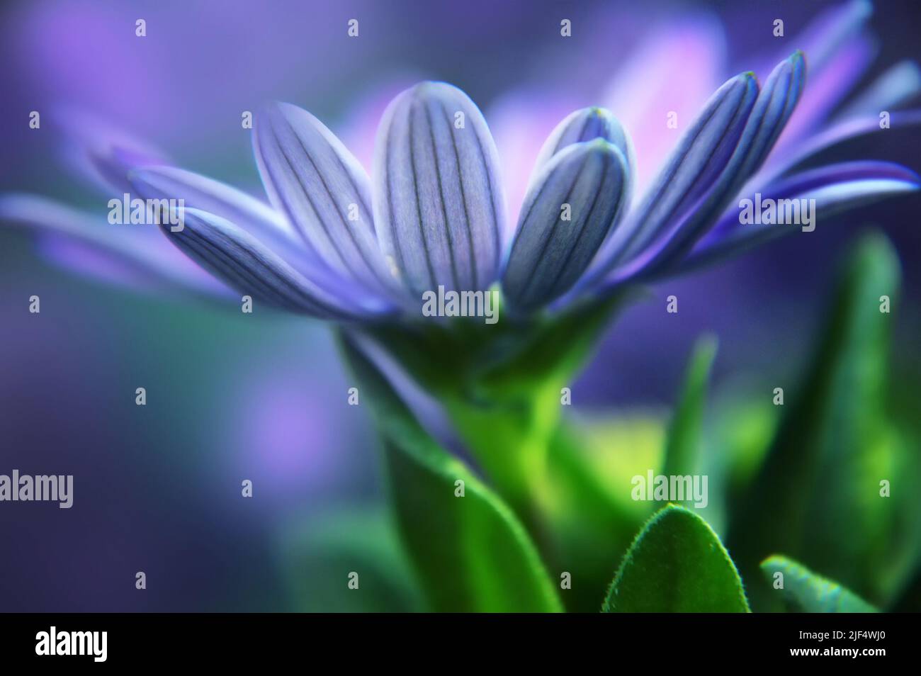 Close up of blue African daisy (Osteospermum) Stock Photo