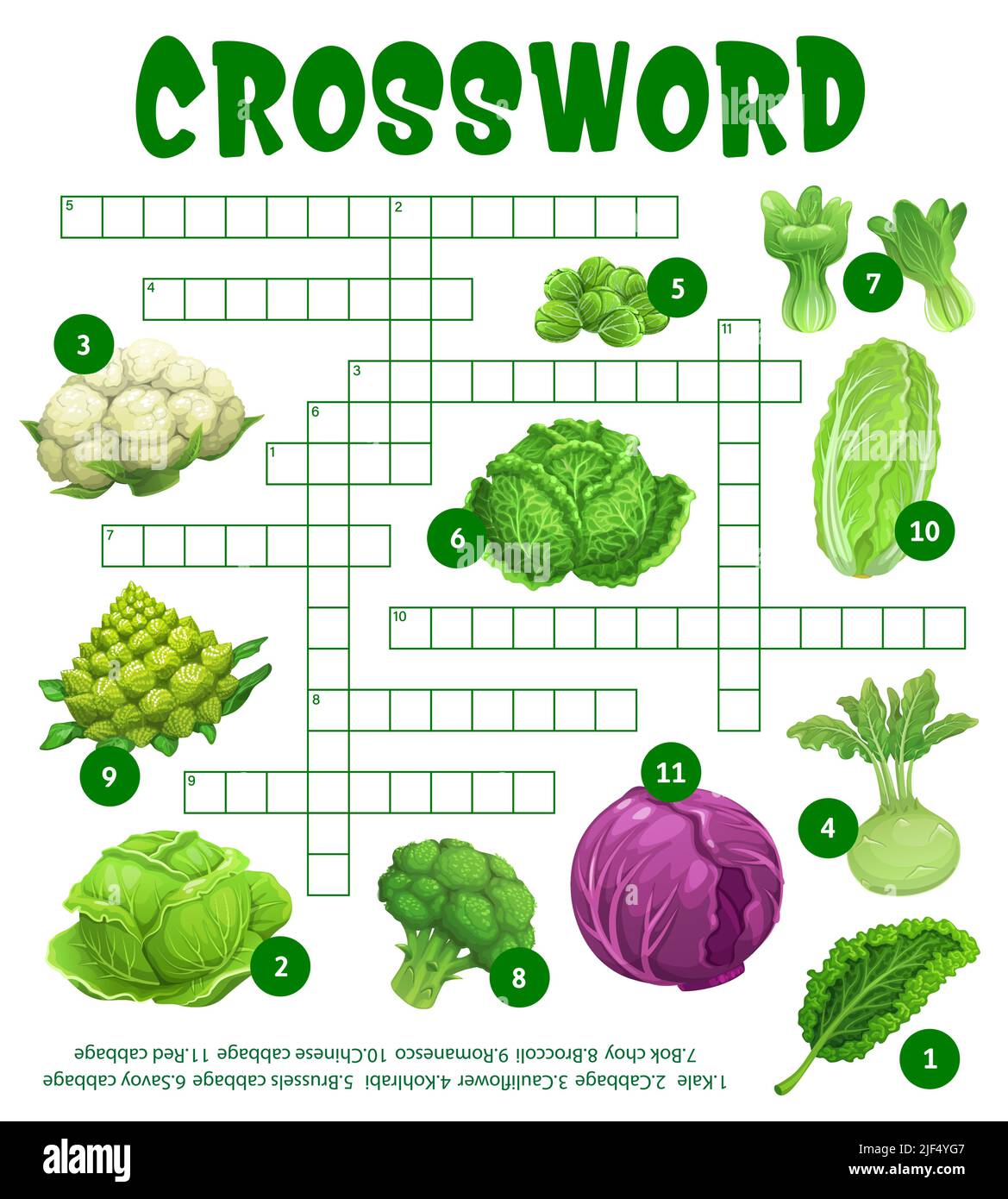 Raw cabbage vegetables on crossword puzzle worksheet, find word quiz game, vector grid. Kids education riddle crossword to guess kohlrabi, cauliflower and broccoli cabbages with kohlrabi and kale Stock Vector