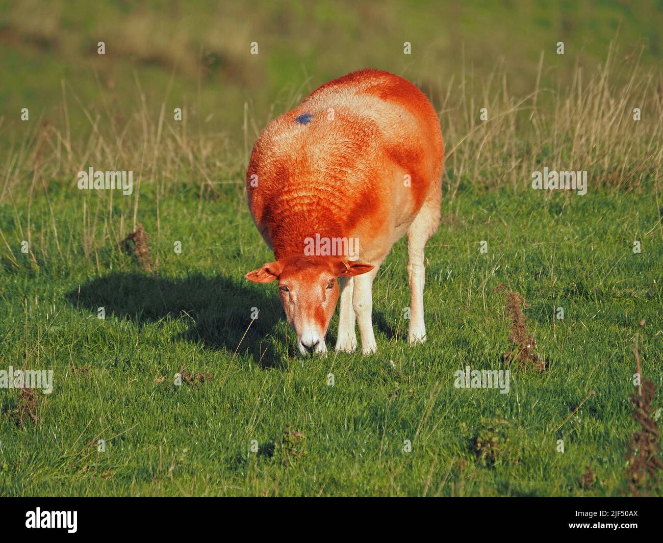 woolly sheep with bright red dye on fleece grazing on grass of upland ...