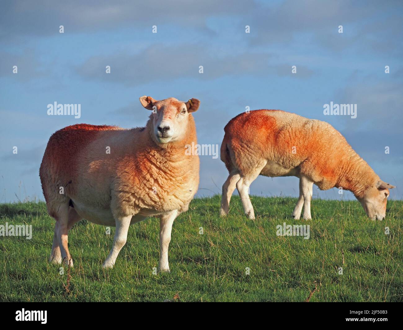 woolly sheep with bright red dye on fleece grazing on grass of upland ...