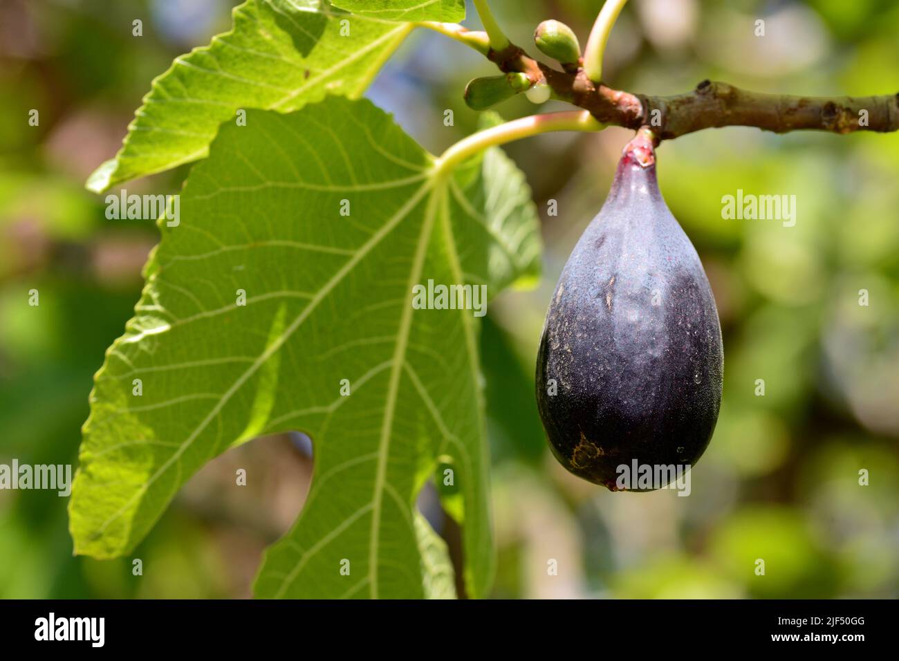 Detalle de los frutos de la higuera, ficus carica, en su árbol en verano Stock Photo
