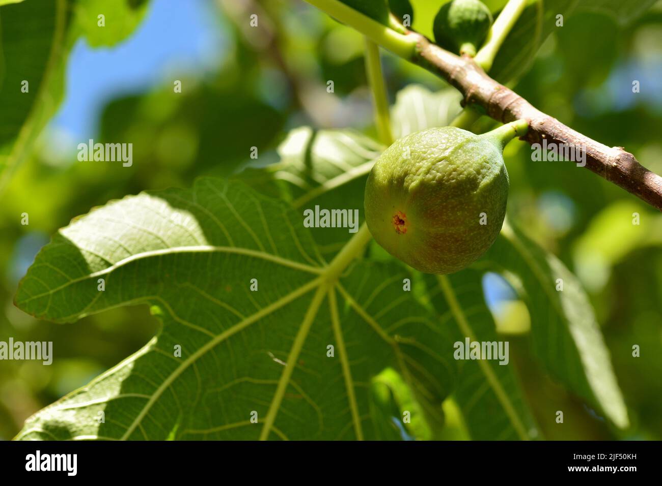 Detalle de los frutos de la higuera, ficus carica, en su árbol en verano Stock Photo