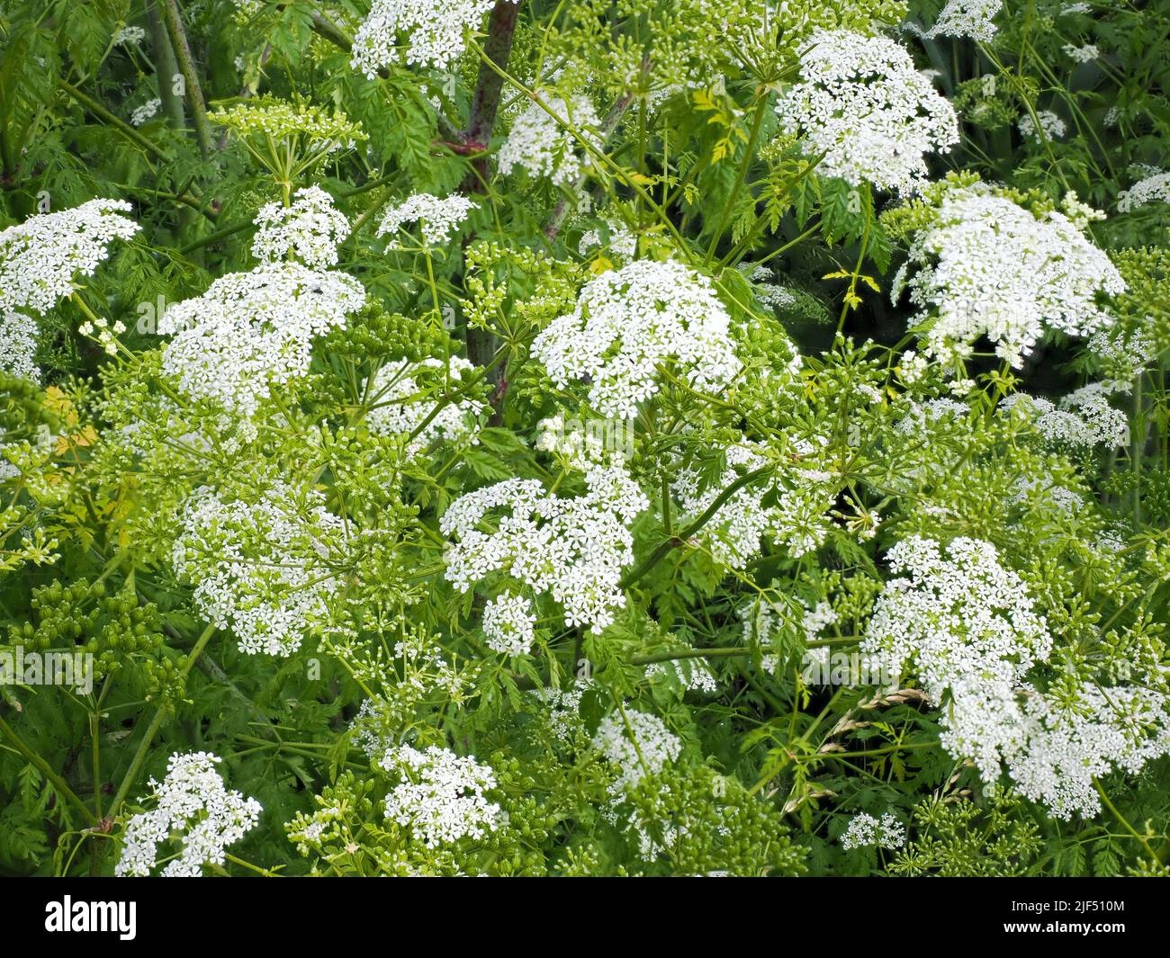 Hemlock Conium maculatum a toxic umbellifer with purple-spotted stems here growing on a river bank in Somerset UK Stock Photo