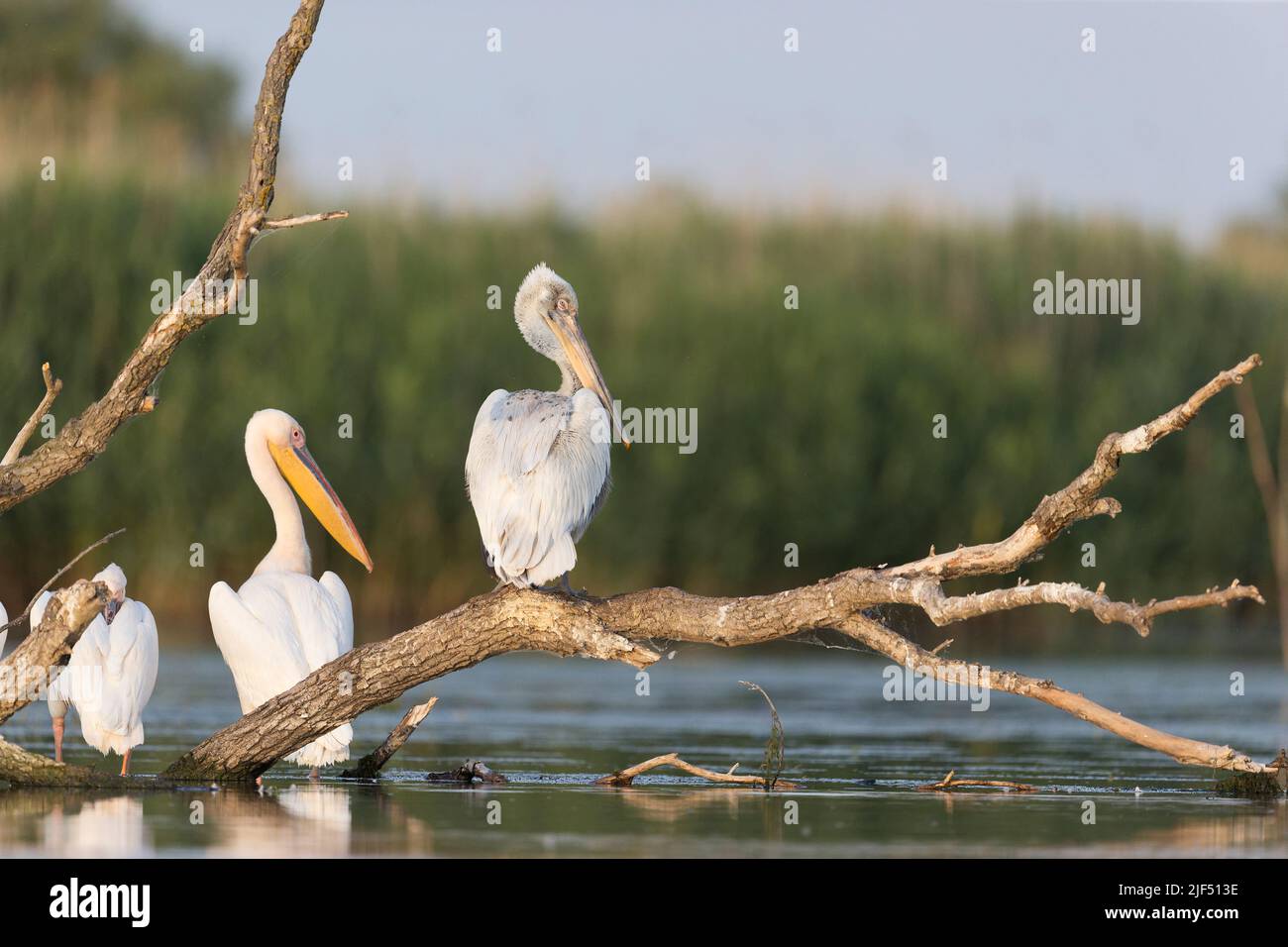 Great white pelican Pelecanus onocrotalus, 2 adults and Dalmatian pelican Pelecanus crispus, adult perched on branch, Danube Delta, Romania, June Stock Photo