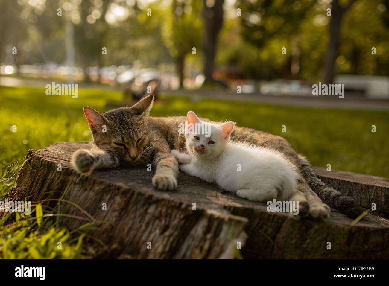 kitten white cat and her mother Stock Photo