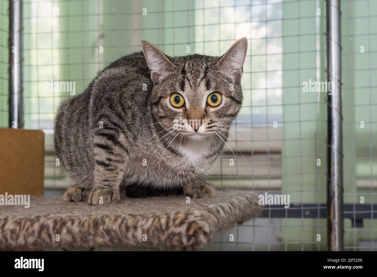 Young scared cat in a cage of a shelter for lost animals Stock Photo - Alamy