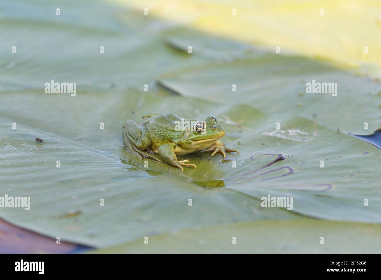 Marsh frog Rana ridibunda, adult sitting on lily pad, Danube Delta, Romania, June Stock Photo