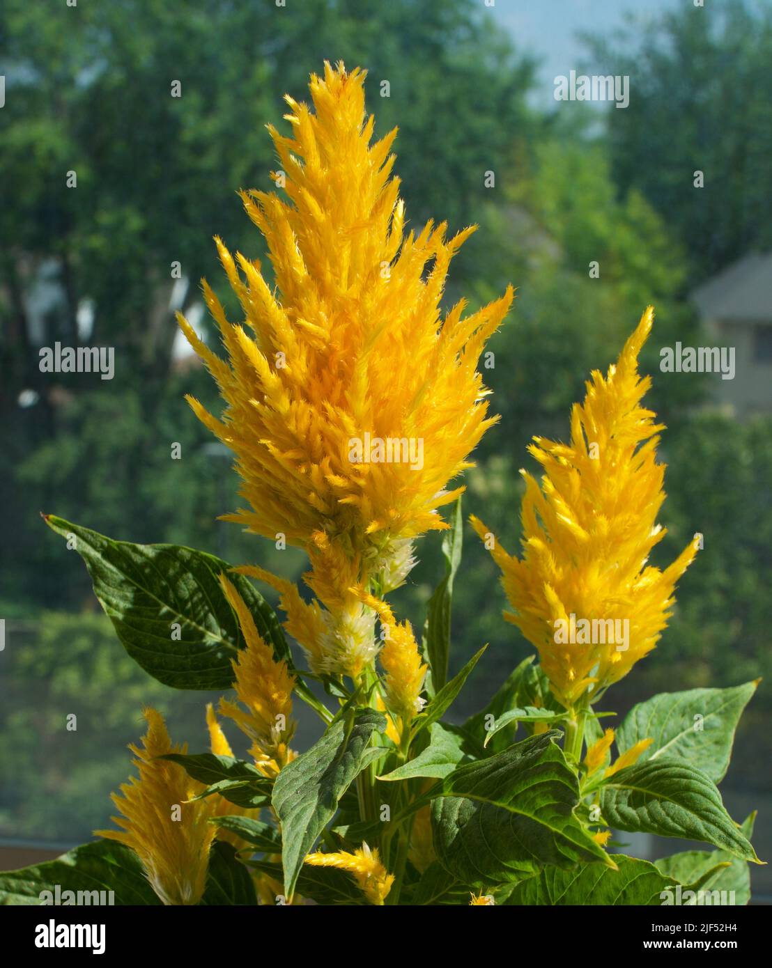 Celosia Plumosa (Gold) Stock Photo